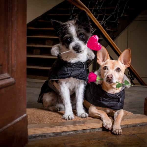 Σκυλάκια σε Γάμο